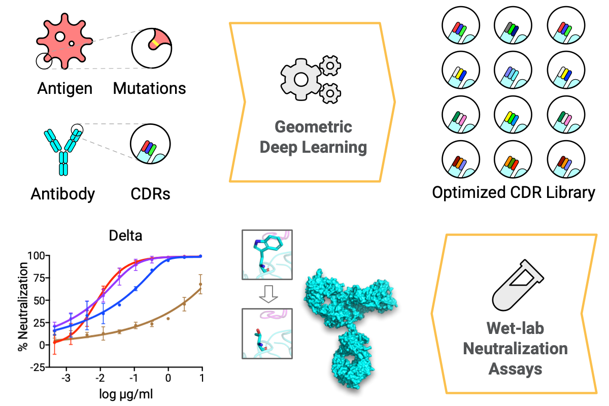 Deep Learning-Guided Optimization of Human Antibody Against SARS-CoV-2 Variants with Broad Neutralization